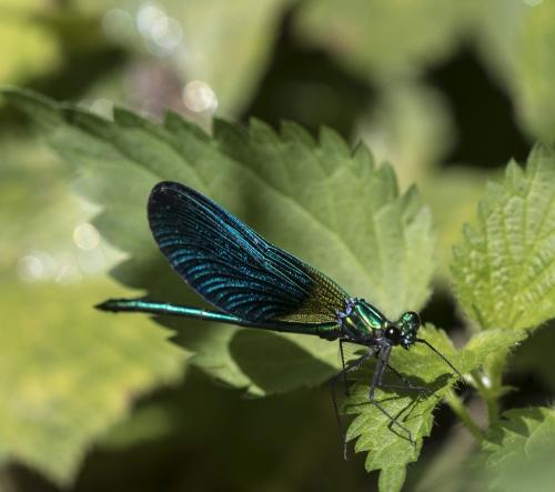 Réf. 190 675 : Calopteryx virgo